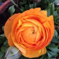 Close-up of the beautiful, fresh orange rose with green leaves