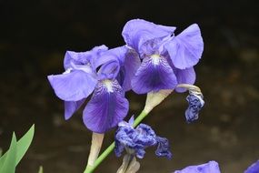 purple iris flowers against the backdrop of the earth