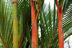 orange and green bamboo stems