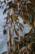 Icicle Winter Ice Snow Cold
