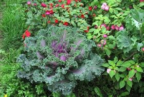 Cauliflower in the garden in the summer