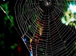 Big spider cobweb in nature