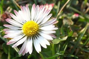 Daisy in a meadow