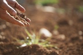 Soil plant on a ground close-up