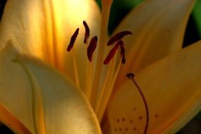 orange lily stamens