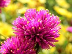 fluffy pink flowers
