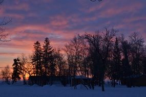pink evening sky over the silhouettes of trees