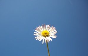 white daisy on a thin stalk against a blue sky