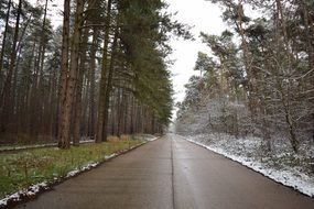 Two parts of the road and forest