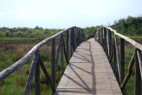 Wooden bridge over the lake in a forest on a sunny day