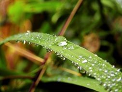 green grass in dewdrops