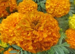 magnificent orange Dalia