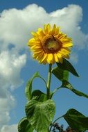 sunflower and blue sky scene