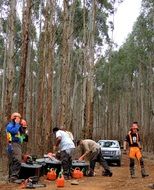 Loggers in the forest