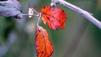 dry and two red leaves on a branch