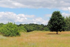 Landscape of spring meadow