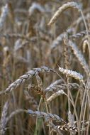 mature wheat grains