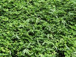 ecology green foliage