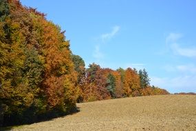 autumn trees on arable field