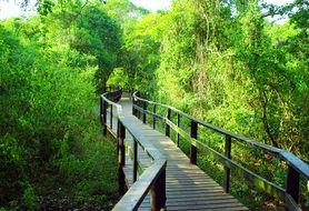 Bridge in a wilderness area