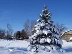 small tree in the snow in winter