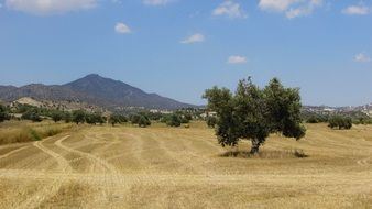 landscape of olive trees in countryside of cyprus