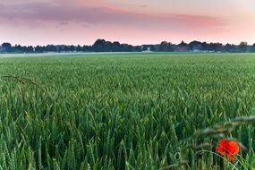 red poppy on a green wheat field in pink twilight