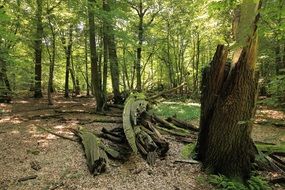 unmatched Forest