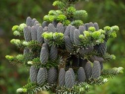 June Green Forest