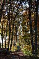 trail through the autumn forest on a sunny day