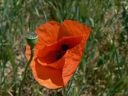 awesome Poppy Red Bud