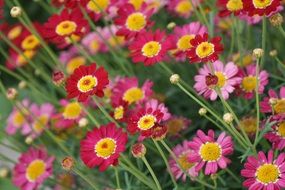 colourful rhineland palatinate Flowers