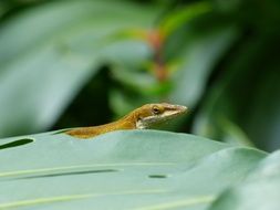 lizard on a green leaf