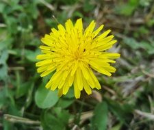 Yellow Dandelion Flower bloom