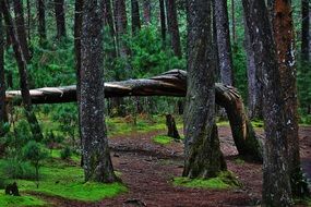 broken tree in gloomy forest