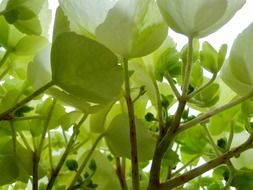 green hydrangea flowers