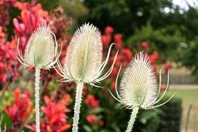 three fluffy buds in the garden