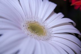 white gerbera bud close-up