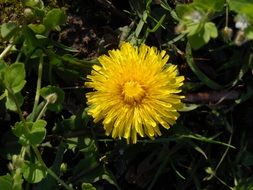 yellow dandelion in tall green grass in the sunlight