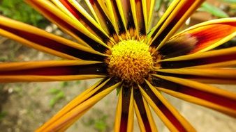 macro photo of a two-tone gazania