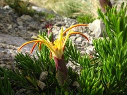 Chilean Wild Flora