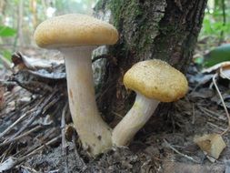 Close up photo of forest Mushrooms