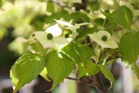 flowering of a osier in sun flare
