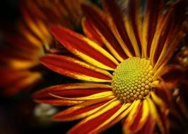 stunningly beautiful Chrysanthemum