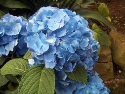 blue hydrangea with green leaves in the garden