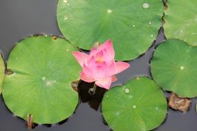 pink water lily among large leaves on the water