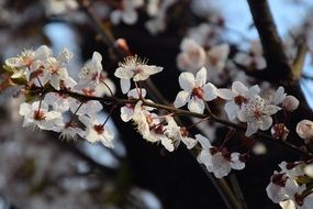 white sakura flowers close up