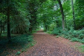 dry leaves on a trail in a park on a background of green trees