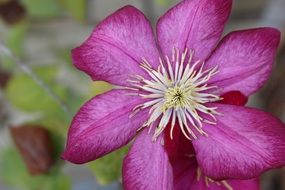 pink Nature flower