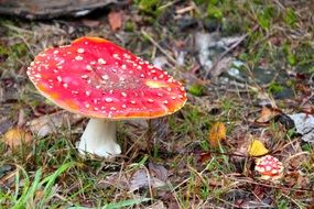 fly agaric is a colorful poisonous mushroom